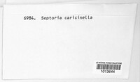 Septoria caricinella image